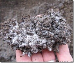 堆肥製造の放線菌