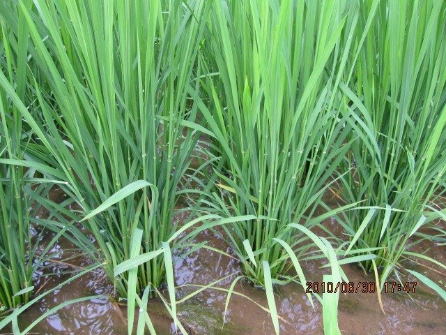 水稲栽培事例 菌力アップ+鈴成で田んぼの変化がはっきり