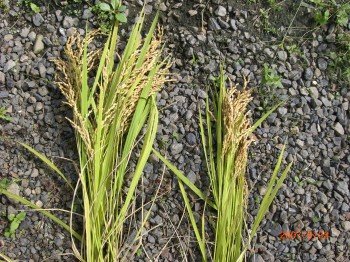 水稲栽培事例 サンビオティックで増収！