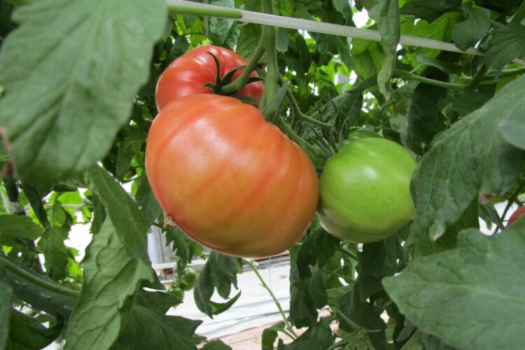 トマト 塩類障害対策、増収事例