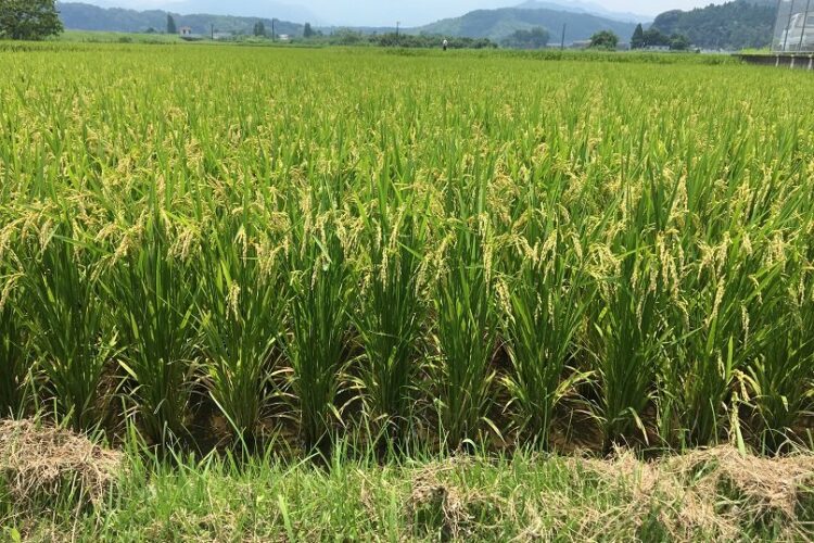 水稲栽培、くず米が減る不思議