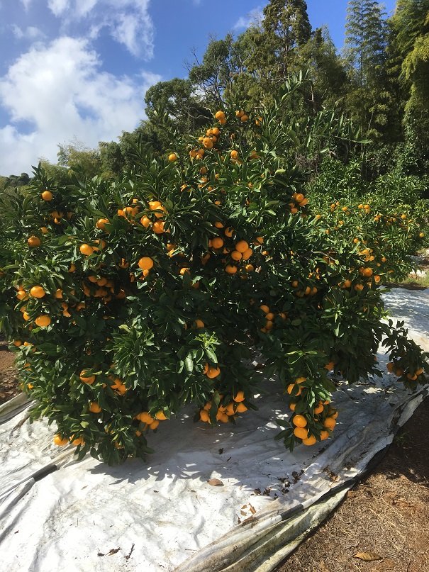 ミカンの皮(力作) common_boxing.jpg