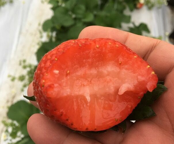 イチゴの着色にびっくり！中まで真っ赤 玉太りも味も自信