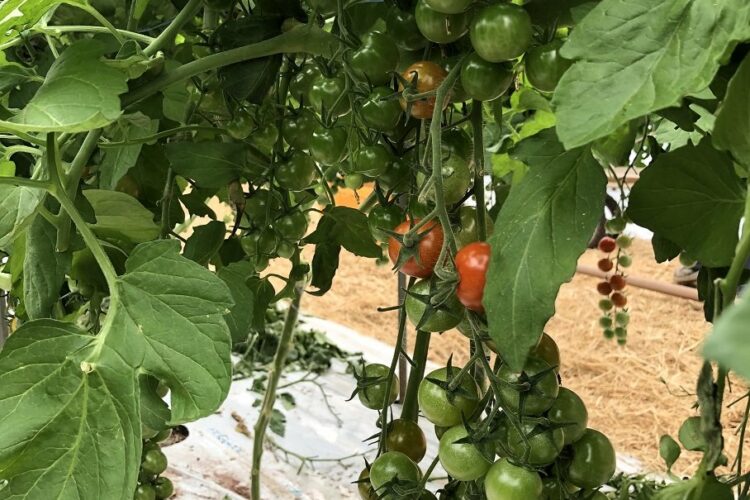 ミニトマト栽培 高品質・多収穫のコツは？