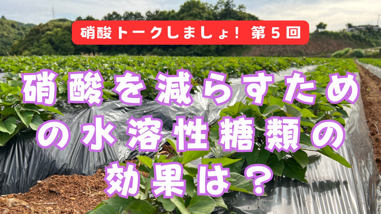 硝酸トーク第5回『硝酸を減らすための水溶性糖類の効果は？』 | サン