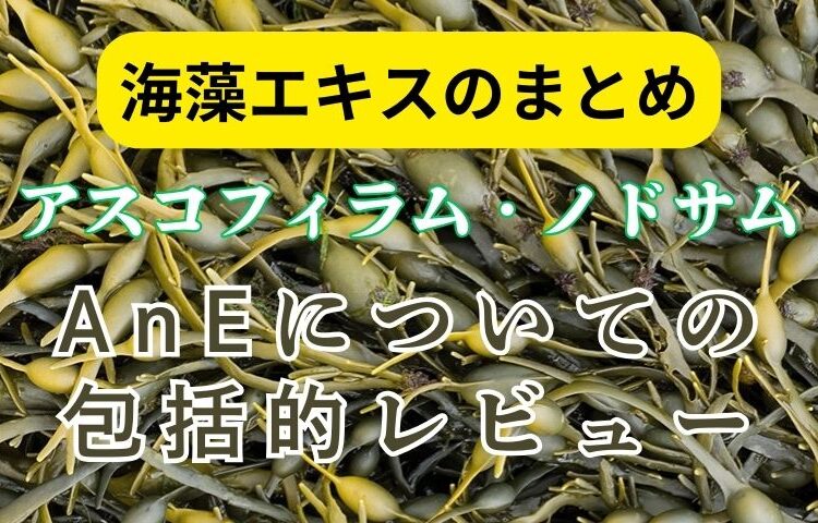 アスコフィラム・ノドサム海藻エキス（AnE）についてのまとめ（包括的レビュー）