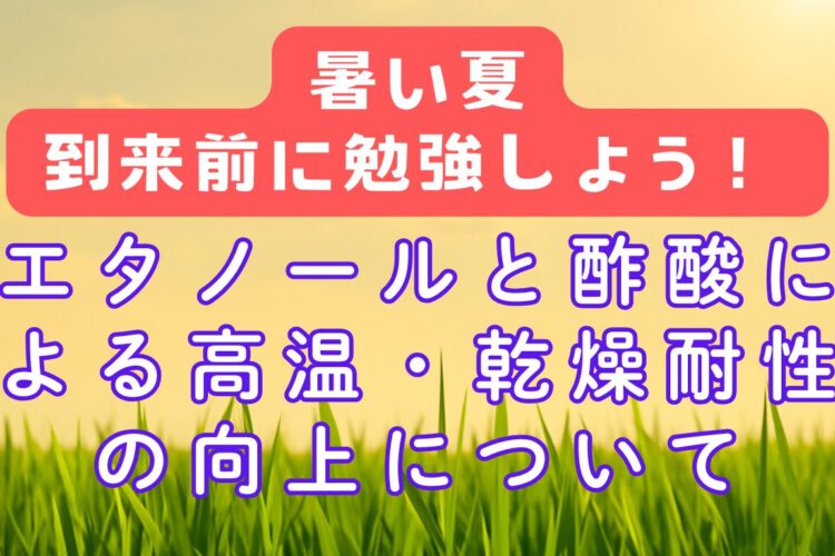 エタノールと酢酸による高温・乾燥耐性の向上について