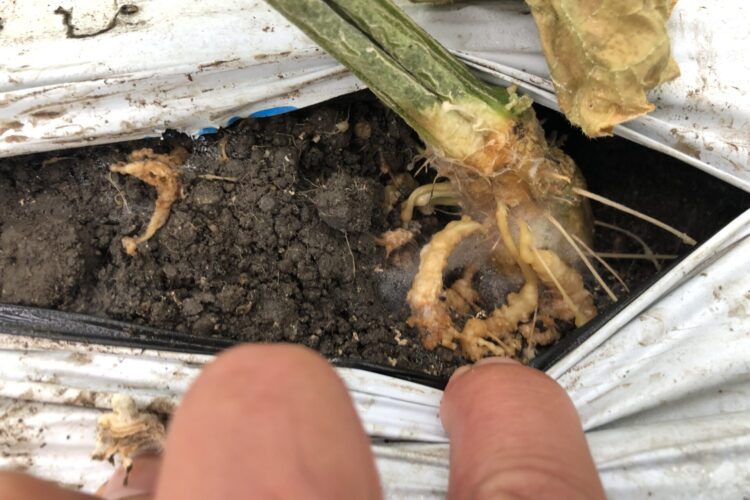 このままじゃ線虫で枯れる!菌力アップで危機を脱出!